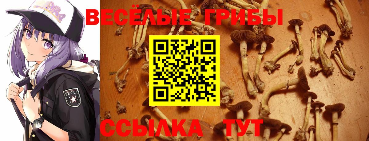 Псилоцибиновые грибы мицелий  Галлюциногенные грибы Psilocybine cubensis  Вход с VPN  где купить наркоту  Мурманск 